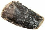 Serrated Abelisaurid Tooth - Dekkar Formation, Morocco #252290-1